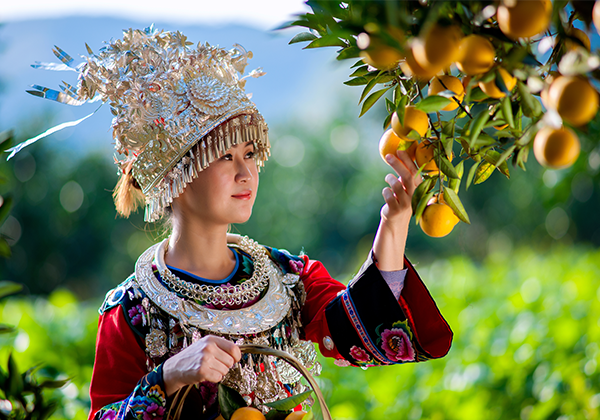 富硒冰糖橙香飄長(cháng)沙 愛心消費(fèi)助麻陽果農脫貧增收
