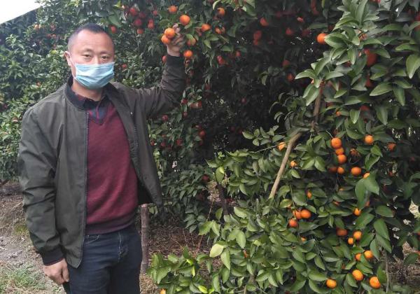 疫情之下(xià)愛心助農 他(tā)在惠農網為(wèi)百噸廣西(xī)沙糖桔找到銷路
