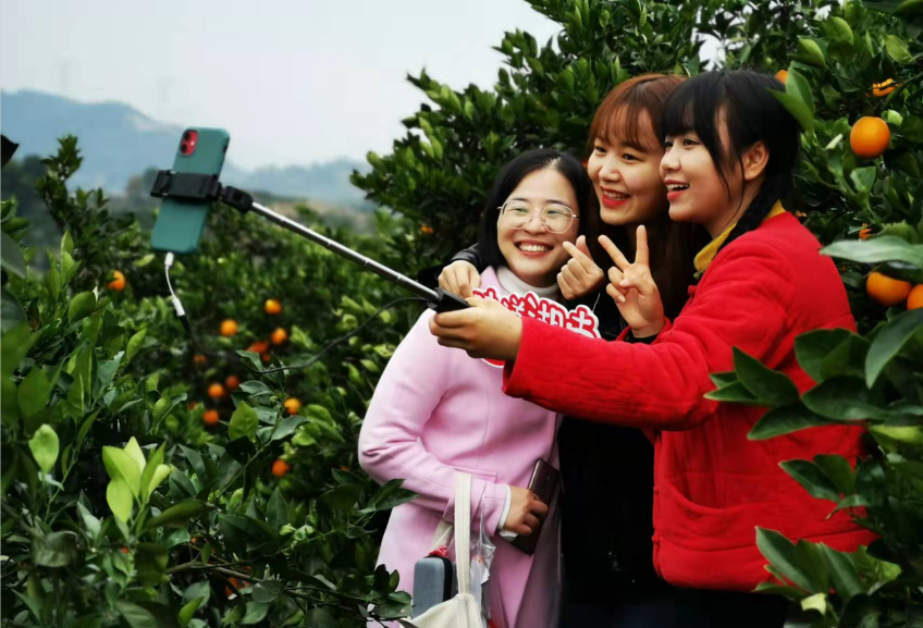借力電商 産銷兩旺 臨澧“美橙”想更紅(hóng)