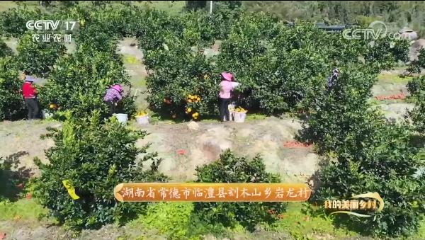 驕傲！惠農網助力打造的臨澧美橙登上(shàng)央視(shì)