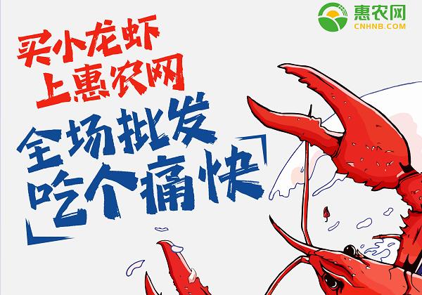 惠農網：小龍蝦線上(shàng)銷售火(huǒ)爆 價格跳(tiào)水交易高峰來臨